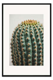 Gerahmter Kunstdruck Kaktus
