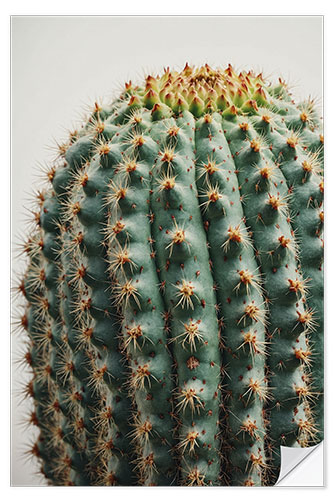 Wall sticker Cactus