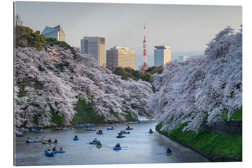 Tableau en plexi-alu Cherry blossoms in Tokyo