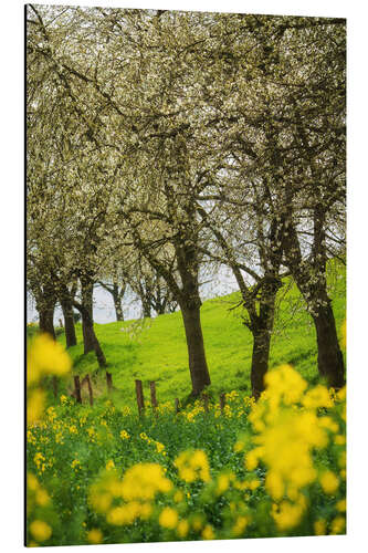 Stampa su alluminio Blooming cherry trees and rapeseed