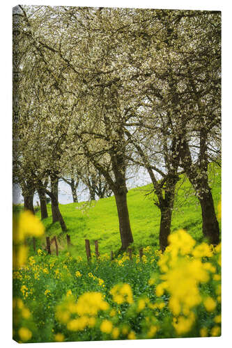 Canvastavla Blooming cherry trees and rapeseed