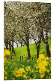 Foam board print Blooming cherry trees and rapeseed