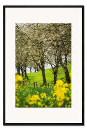 Gerahmter Kunstdruck Blühende Kirschbäume und Raps