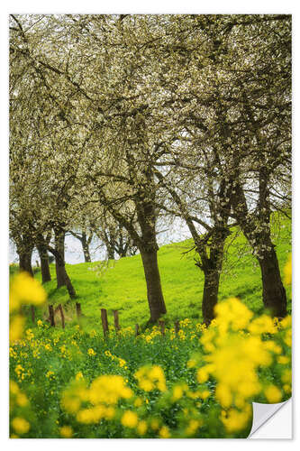 Muursticker Blooming cherry trees and rapeseed