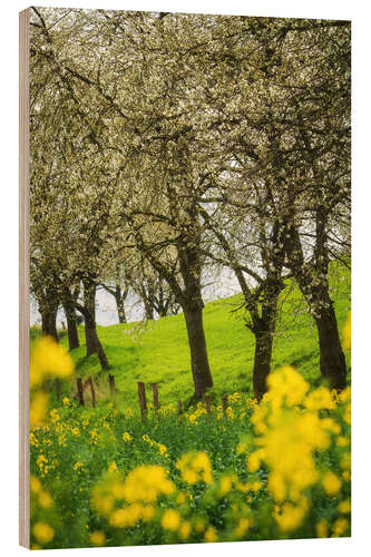 Puutaulu Blooming cherry trees and rapeseed