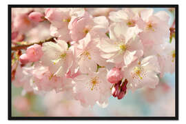 Gerahmter Kunstdruck Sakura
