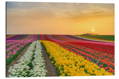 Alubild Tulpenfeld bei Sonnenuntergang