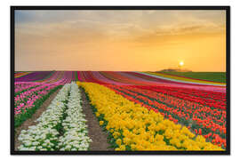 Gerahmter Kunstdruck Tulpenfeld bei Sonnenuntergang