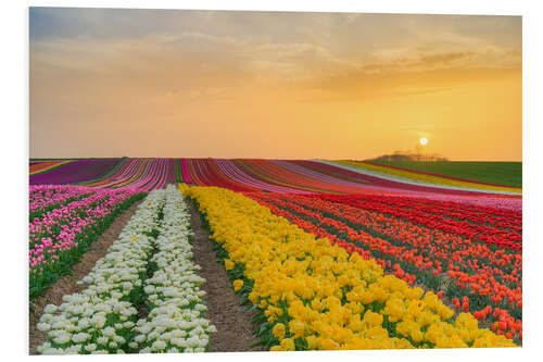 Tableau en PVC Tulip Field at Sunset