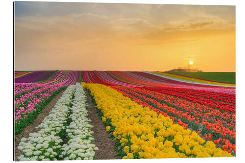 Galleriprint Tulip Field at Sunset