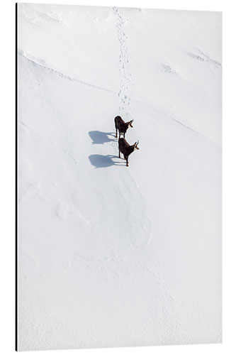 Alubild Zwei Gämsen im Schnee in den Schweizer Alpen