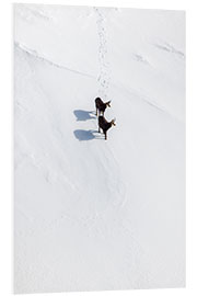 Tableau en PVC Two chamois in the snow in the Swiss Alps