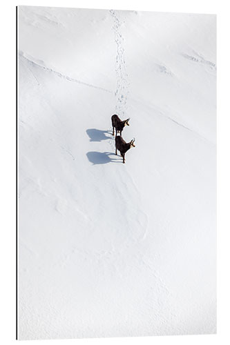 Quadro em plexi-alumínio Two chamois in the snow in the Swiss Alps