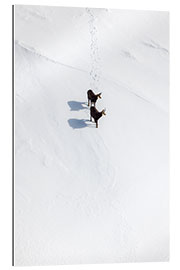 Galleriprint Two chamois in the snow in the Swiss Alps