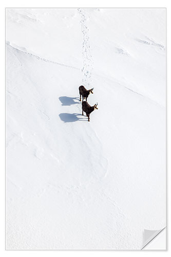 Naklejka na ścianę Two chamois in the snow in the Swiss Alps