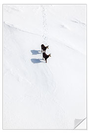 Wandsticker Zwei Gämsen im Schnee in den Schweizer Alpen