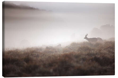 Leinwandbild Sambar-Hirsch im Morgennebel, Horton Plains, Sri Lanka