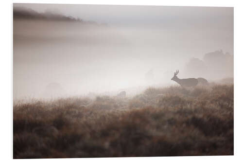 Tableau en PVC Sambar deer in the morning mist, Horton Plains, Sri Lanka