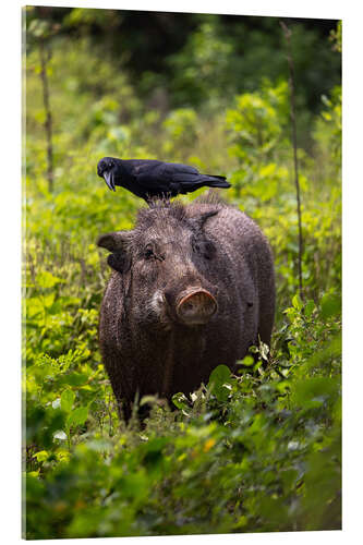 Akryylilasitaulu Wild boar with raven, Yala National Park, Sri Lanka