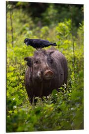 Aluminiumsbilde Wild boar with raven, Yala National Park, Sri Lanka