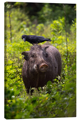 Leinwandbild Wildschwein mit Rabe, Yala Nationalpark, Sri Lanka