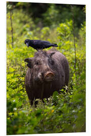 Stampa su PVC Wild boar with raven, Yala National Park, Sri Lanka