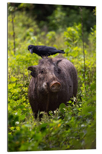 Gallery Print Wildschwein mit Rabe, Yala Nationalpark, Sri Lanka