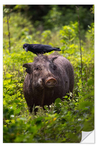 Vinilo para la pared Wild boar with raven, Yala National Park, Sri Lanka