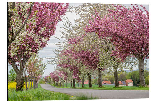 Aluminium print Cherry Blossom Avenue