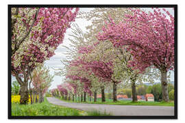 Gerahmter Kunstdruck Kirschblüten Allee