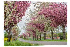 Stampa su PVC Cherry Blossom Avenue