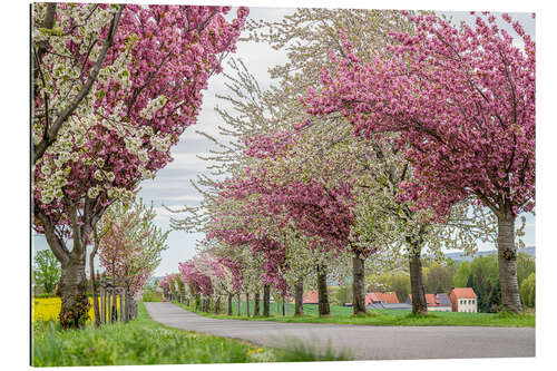 Gallery print Cherry Blossom Avenue