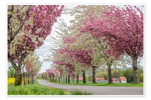 Poster Kirschblüten Allee