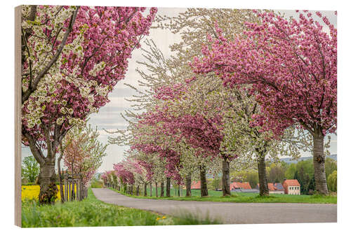 Cuadro de madera Cherry Blossom Avenue