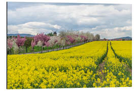 Aluminium print Cherry blossom and rapeseed field