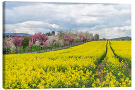 Canvas print Cherry blossom and rapeseed field