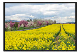 Gerahmter Kunstdruck Kirschblüte und Rapsfeld