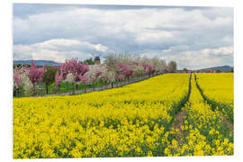 Tableau en PVC Cherry blossom and rapeseed field