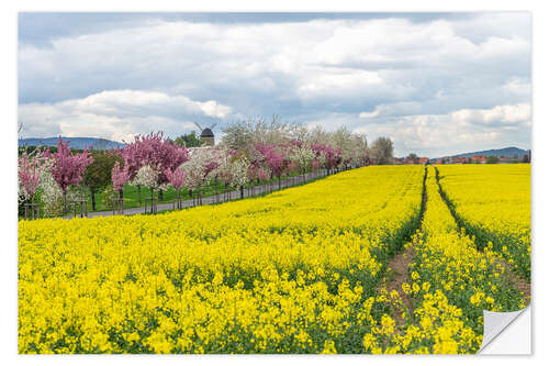 Adesivo murale Cherry blossom and rapeseed field