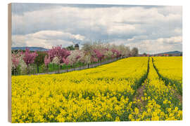 Quadro de madeira Cherry blossom and rapeseed field