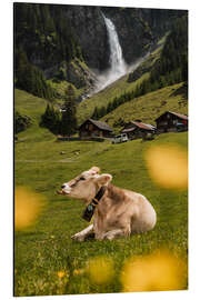 Aluminium print Swiss cow on mountain pasture in front of waterfall