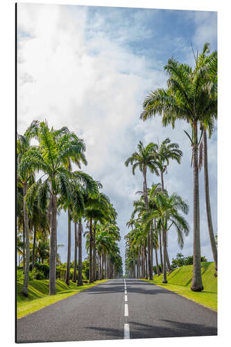 Stampa su alluminio Palm tree avenue in Guadeloupe, Caribbean