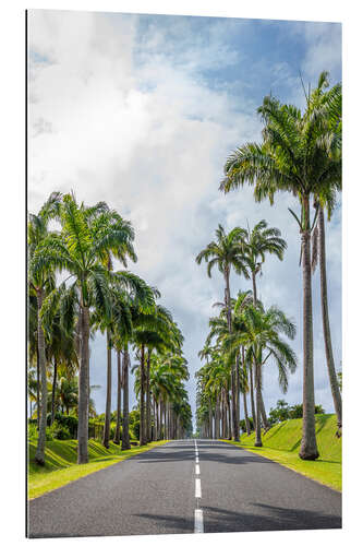 Gallery print Palm tree avenue in Guadeloupe, Caribbean