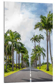 Tableau en plexi-alu Palm tree avenue in Guadeloupe, Caribbean