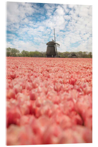 Akryylilasitaulu Dutch windmill behind a tulip field