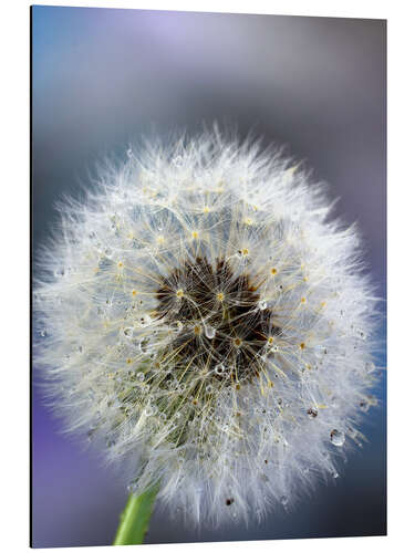 Tableau en aluminium Blowball blue