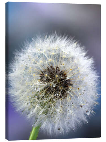 Canvas print Blowball blue