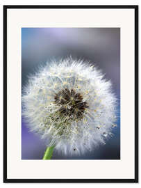 Gerahmter Kunstdruck Pusteblume blau