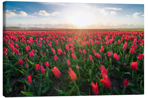 Quadro em tela Red tulip field and bright sun