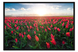 Gerahmter Kunstdruck Rotes Tulpenfeld und strahlende Sonne